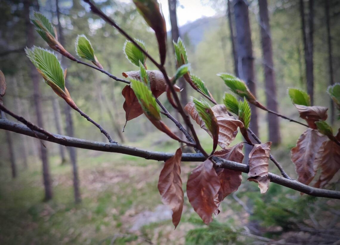 Veja spomladanske bukve z novimi listi in starimi rjavimi.